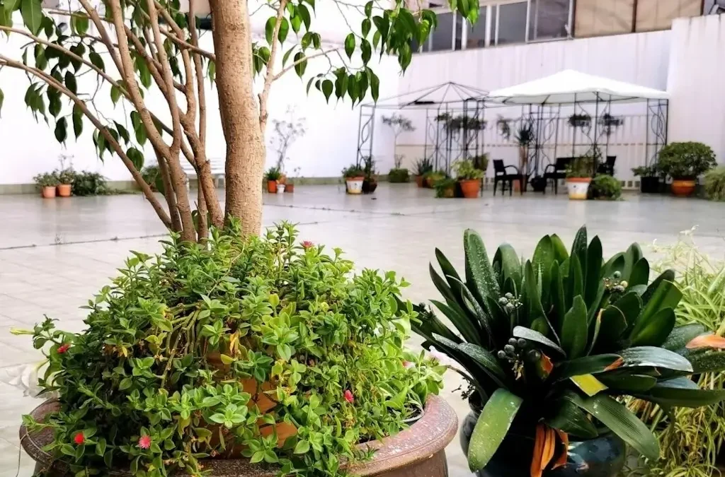 Terraza